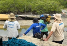 Inema intensifica ações no defeso do caranguejo-uçá e solta mais de 5,7 mil animais Portal Estado da Bahia