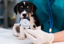Brasil ultrapassa 200 mil veterinários e lidera ranking mundial Animal sendo examinado