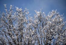 Inmet emite aviso de baixas temperaturas com risco de geada em RS e SC Inmet emite aviso de baixas temperaturas com risco de geada em RS e SC