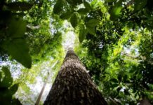 União com Municípios destina R$ 132 mi para ações na Amazônia No universo das Unidades de Conservação, a categoria mais populosa é a de Áreas de Proteção Ambiental, que congrega 2.062.037 de pessoas residentes na Amazônia Legal