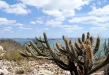 Com presença da ONU, Encontro Nordeste do ICLEI Brasil debate enfrentamento da desertificação na Caatinga Portal Estado da Bahia