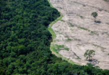Desmatamento no Brasil caiu ao menor nível em seis anos em 2025 Desmatamento no Brasil caiu ao menor nível em seis anos em 2025