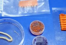Embrapa produz em laboratório salmão, caviar e anéis de lula veganos Embrapa produz em laboratório salmão, caviar e anéis de lula veganos