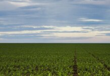 Fazenda estuda Fundo Garantidor para dívidas rurais Fazenda estuda Fundo Garantidor para dívidas rurais