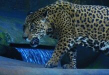 Onça ataca criança de 8 anos em Goiás e deixa menor com o rosto ferido Onça ataca criança de 8 anos em Goiás e deixa menor com o rosto ferido