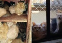 Polícia de SC investiga mulher que mantêm cerca de 400 gatos em apartamento Polícia de SC investiga mulher que mantêm cerca de 400 gatos em apartamento