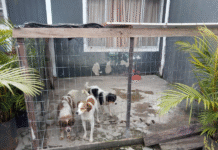 SP endurece punições para maus-tratos a animais; multas podem chegar a R$ 50 mil SP endurece punições para maus-tratos a animais; multas podem chegar a R$ 50 mil