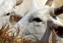 União Europeia veta compra de carne brasileira a partir de setembro União Europeia veta compra de carne brasileira a partir de setembro
