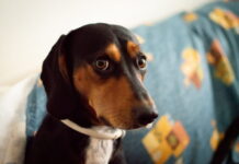 sinais silenciosos afetam 8 em cada 10 cães cacchorro ansioso