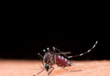 Casos de chikungunya disparam na Bahia mosquito da dengue