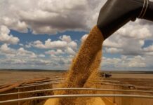 Exportações do agro sobem 8% e somam US$ 16 bilhões em maio grãos de soja