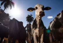 União Europeia oficializa veto a carne brasileira a partir de setembro União Europeia oficializa veto a carne brasileira a partir de setembro