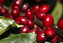 Aeronaves, óleo, café e carne estão fora do tarifaço imposto pelos EUA Aeronaves, óleo, café e carne estão fora do tarifaço imposto pelos EUA
