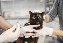Campanha vai até dia 31. Confira onde imunizar cães e gatos na Bahia contra a raiva. vacinação gatos