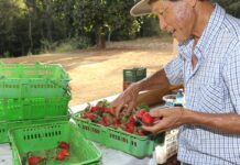 Finep vai pagar R$ 220 milhões para inovações em agricultura familiar Finep vai pagar R$ 220 milhões para inovações em agricultura familiar