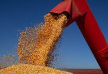 IBGE prevê safra de 347,4 milhões de toneladas para 2026 IBGE prevê safra de 347,4 milhões de toneladas para 2026