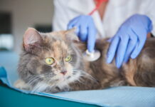 Julho Dourado reforça cuidados preventivos com pets gato em consulta veterinária