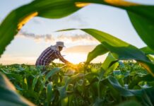 MP de dívida rural foca em perdas climáticas, diz Durigan MP de dívida rural foca em perdas climáticas, diz Durigan