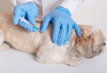 Shopping Bela Vista recebe campanha de vacinação antirrábica vacinação em cachorro