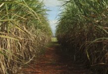 Safra de cana-de-açúcar deve crescer 4,7% em relação ao ano de 2025 Safra de cana-de-açúcar deve crescer 4,7% em relação ao ano de 2025