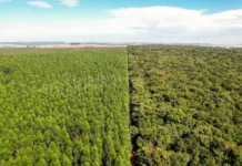 Bracell amplia conservação de áreas nativas em modelo que integra produção florestal sustentável Portal Estado da Bahia
