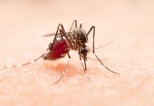 Febre do Nilo Ocidental: casos confirmados reforçam atenção mosquito culex