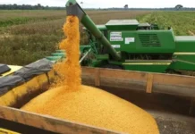 Oeste da Bahia inicia plantio antecipado em 141 mil hectares #Acesse Política