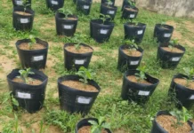 Pesquisadores da Uesb descobrem nova função para casca do café na produção agrícola Portal Estado da Bahia