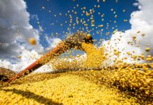 Estudo mostra necessidade de proteger soja para evitar perdas Produção agrícola brasileira superou R$ 927 bilhões em 2025