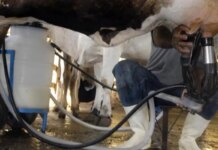 Produção de leite bate recorde mesmo com redução de vacas ordenhadas Produção de leite bate recorde mesmo com redução de vacas ordenhadas