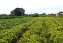 Segurança alimentar e povos indígenas têm R$ 64,3 milhões em crédito Segurança alimentar e povos indígenas têm R$ 64,3 milhões em crédito