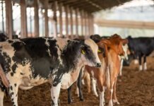 UE suspende carnes do Brasil; entenda impacto e próximos passos UE suspende carnes do Brasil; entenda impacto e próximos passos
