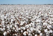 Bahia celebra Dia Mundial do Algodão com produção de 1,8 milhão de toneladas e avanço no valor gerado Portal Estado da Bahia