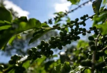 Exportação de café da Bahia dispara 256%, mas preço pago ao produtor cai #Acesse Política