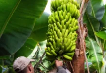 Fruticultura baiana ganha projeção internacional na Fruit Attraction Madrid 2026 Portal Estado da Bahia